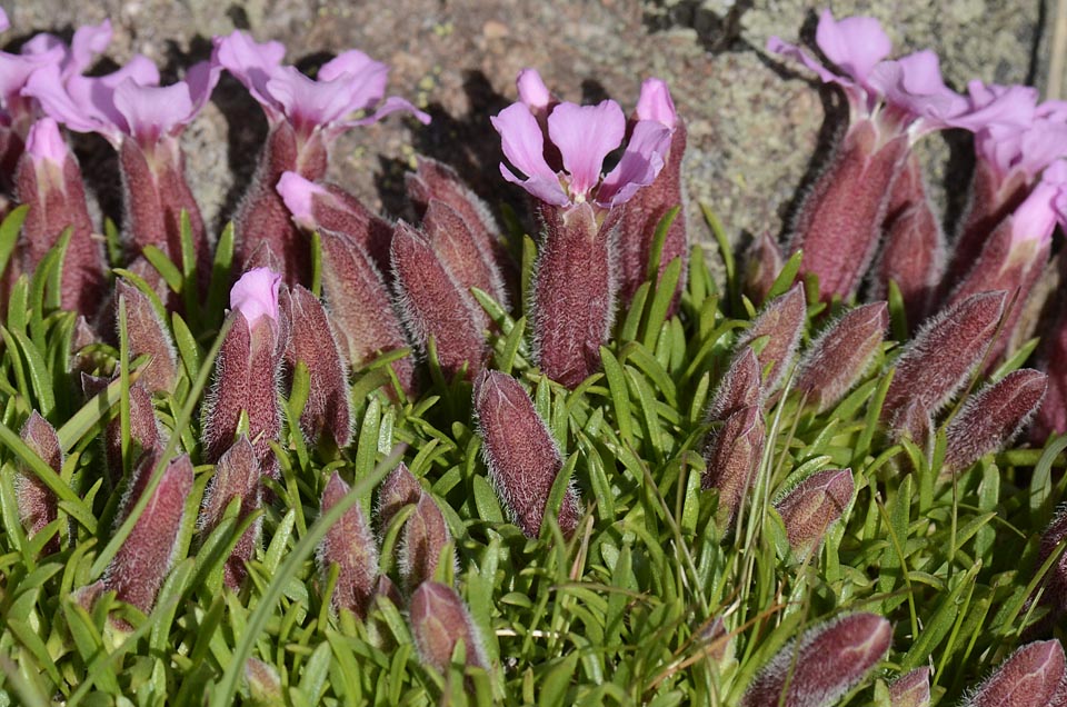 Saponaria pumila / Saponaria minore